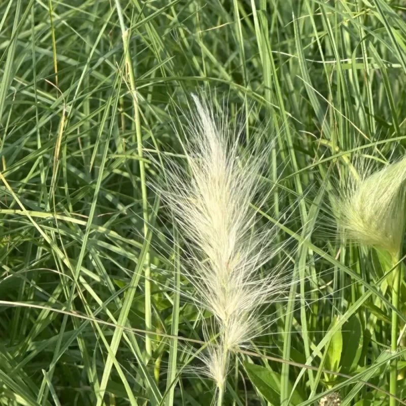 White Plume Fountain Grass Seeds - Verdseeds