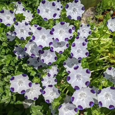 White Purple Spot Color Nemophila(Baby Blue Eyes) Seeds - Verdseeds