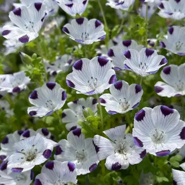 White Purple Spot Color Nemophila(Baby Blue Eyes) Seeds - Verdseeds