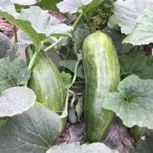White Ribbed Melon Seeds - Verdseeds