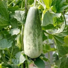 White Ribbed Melon Seeds - Verdseeds