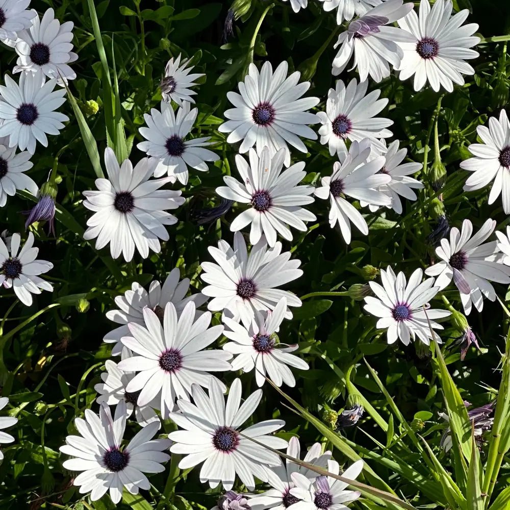 White Satin Flower Seeds - Verdseeds
