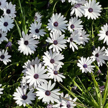 White Satin Flower Seeds - Verdseeds