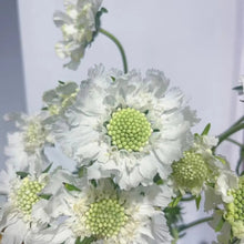 White Scabiosa Seeds - Verdseeds