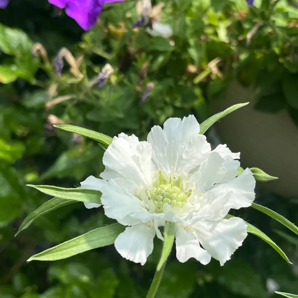 White Scabiosa Seeds - Verdseeds
