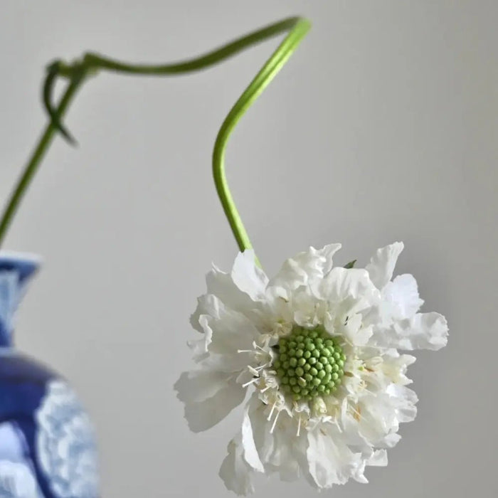 White Scabiosa Seeds - Verdseeds