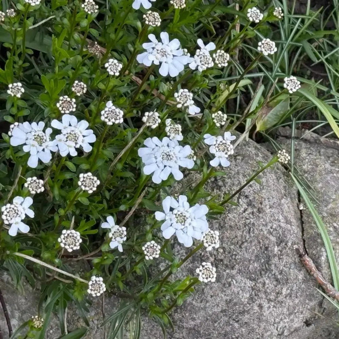 White Silene Pendula Catchfly Seeds - Verdseeds