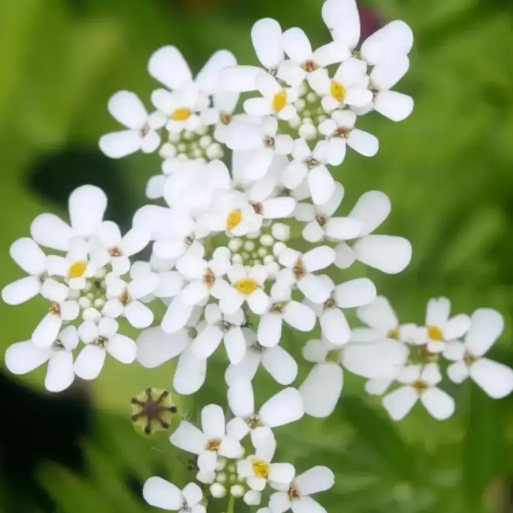 White Silene Pendula Catchfly Seeds - Verdseeds