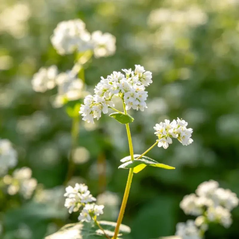 White Silvervine Fleeceflower Seeds - Verdseeds