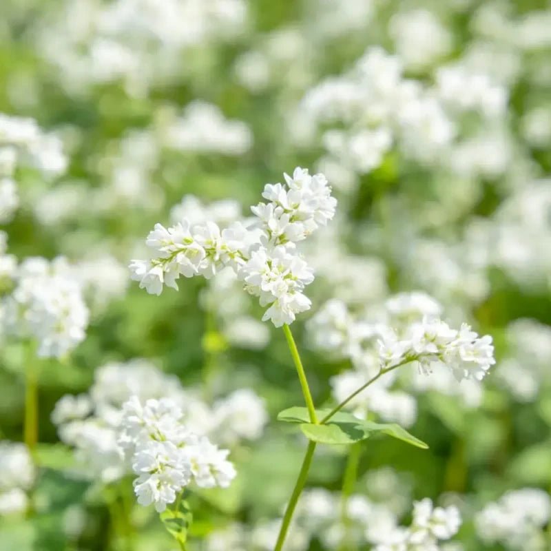 White Silvervine Fleeceflower Seeds - Verdseeds