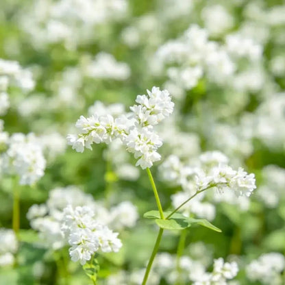 White Silvervine Fleeceflower Seeds - Verdseeds