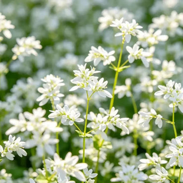 White Silvervine Fleeceflower Seeds - Verdseeds