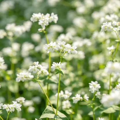 White Silvervine Fleeceflower Seeds - Verdseeds