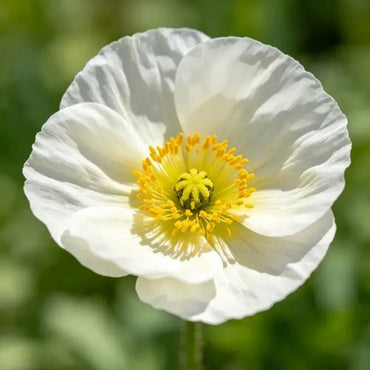 White Single Petal California Poppy Seeds - Verdseeds