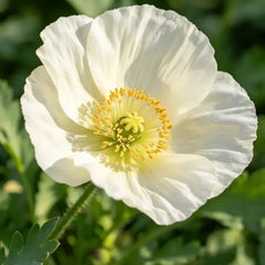 White Single Petal California Poppy Seeds - Verdseeds