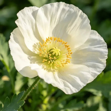 White Single Petal California Poppy Seeds - Verdseeds
