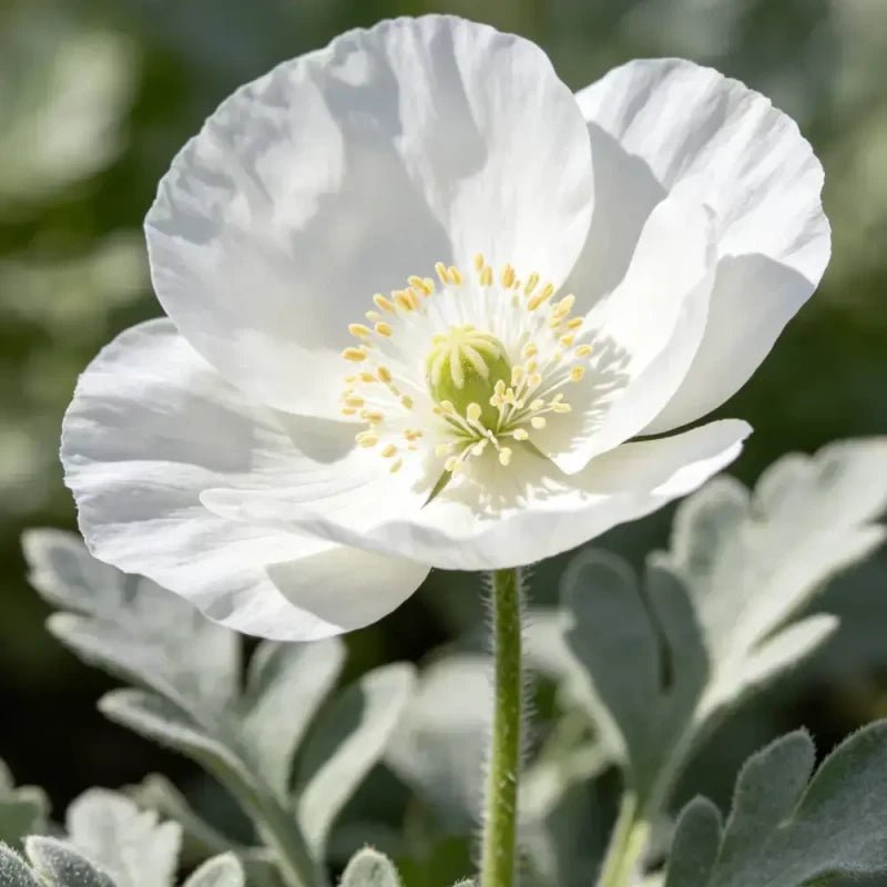 White Single Petal California Poppy Seeds - Verdseeds