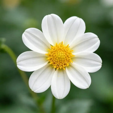 White Single Petal Mini Dahlia Seeds - Verdseeds
