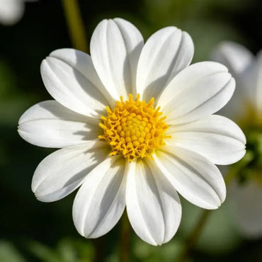 White Single Petal Mini Dahlia Seeds - Verdseeds