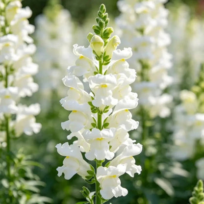 White Snapdragon Seeds - Verdseeds
