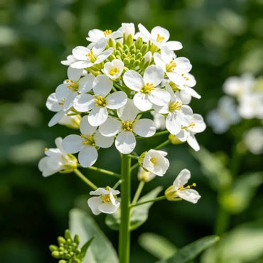 White Soapwort Seeds - Verdseeds