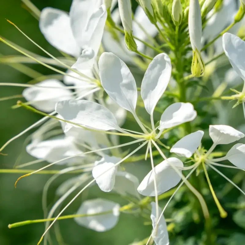 White Spider Flower Seeds - Verdseeds