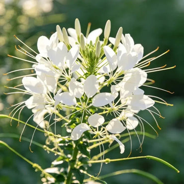 White Spider Flower Seeds - Verdseeds