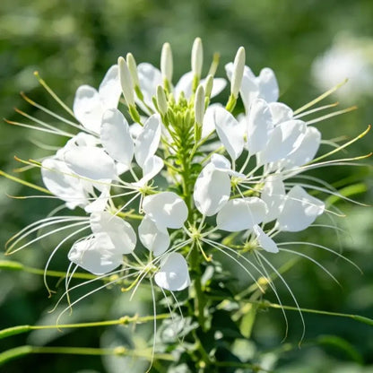 White Spider Flower Seeds - Verdseeds