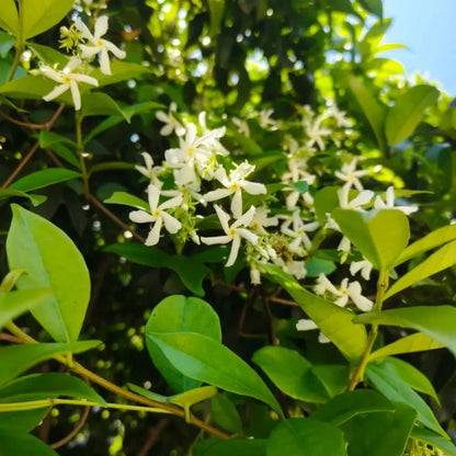 White Star Jasmine Seeds - Verdseeds