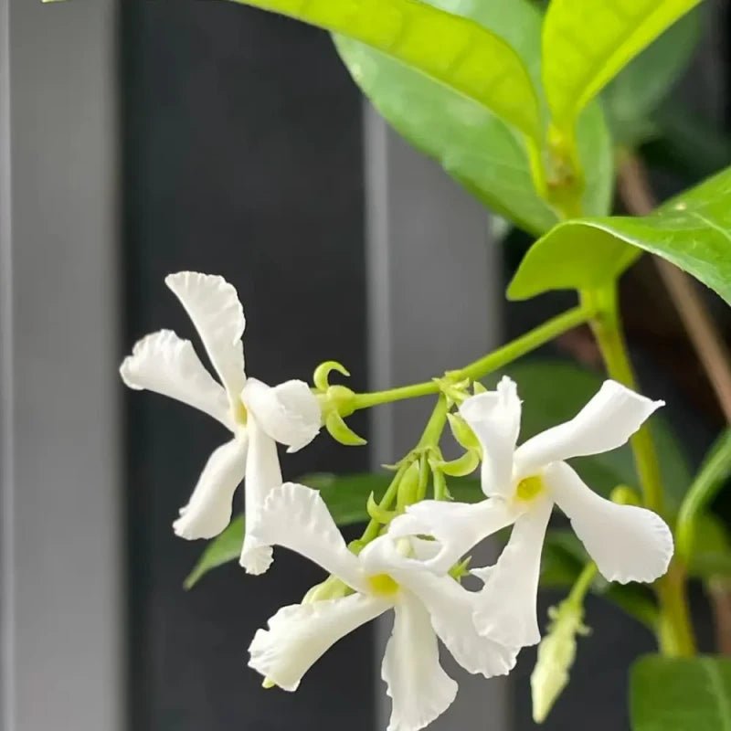 White Star Jasmine Seeds - Verdseeds