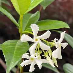 White Star Jasmine Seeds - Verdseeds