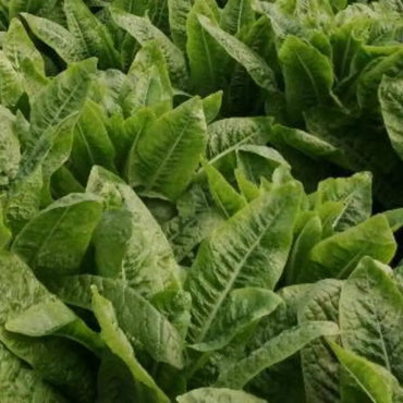 White Stem Lettuce Seeds - Verdseeds