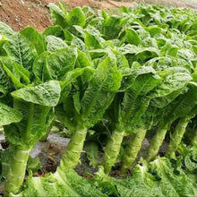 White Stem Lettuce Seeds - Verdseeds