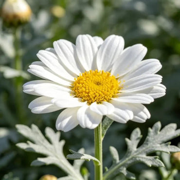 White Strawflower Seeds - Verdseeds