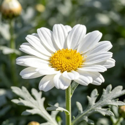 White Strawflower Seeds - Verdseeds
