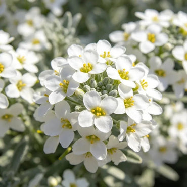 White Sweet Alyssum Seeds - Verdseeds