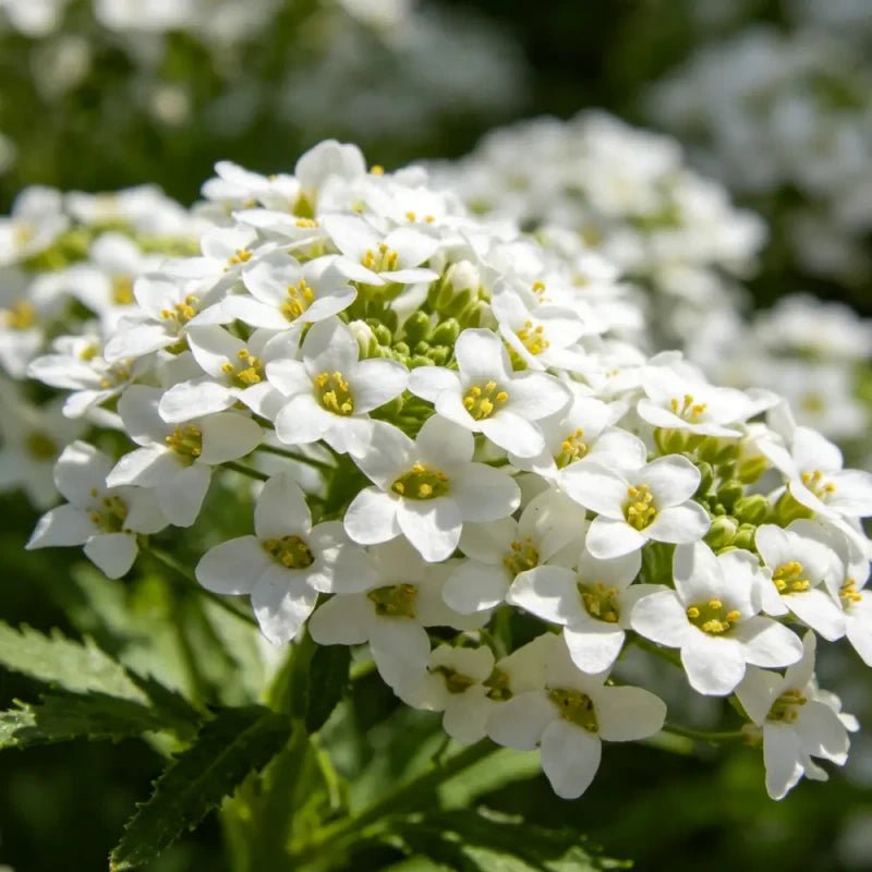 White Sweet Alyssum Seeds - Verdseeds