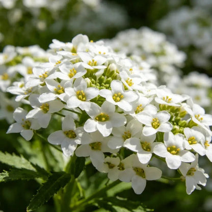 White Sweet Alyssum Seeds - Verdseeds