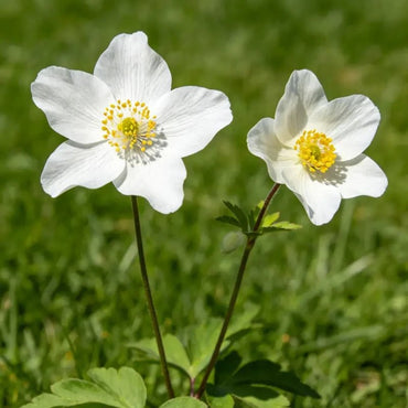 White Tree Mallow Seeds - Verdseeds