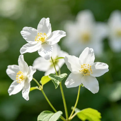 White Tree Mallow Seeds - Verdseeds