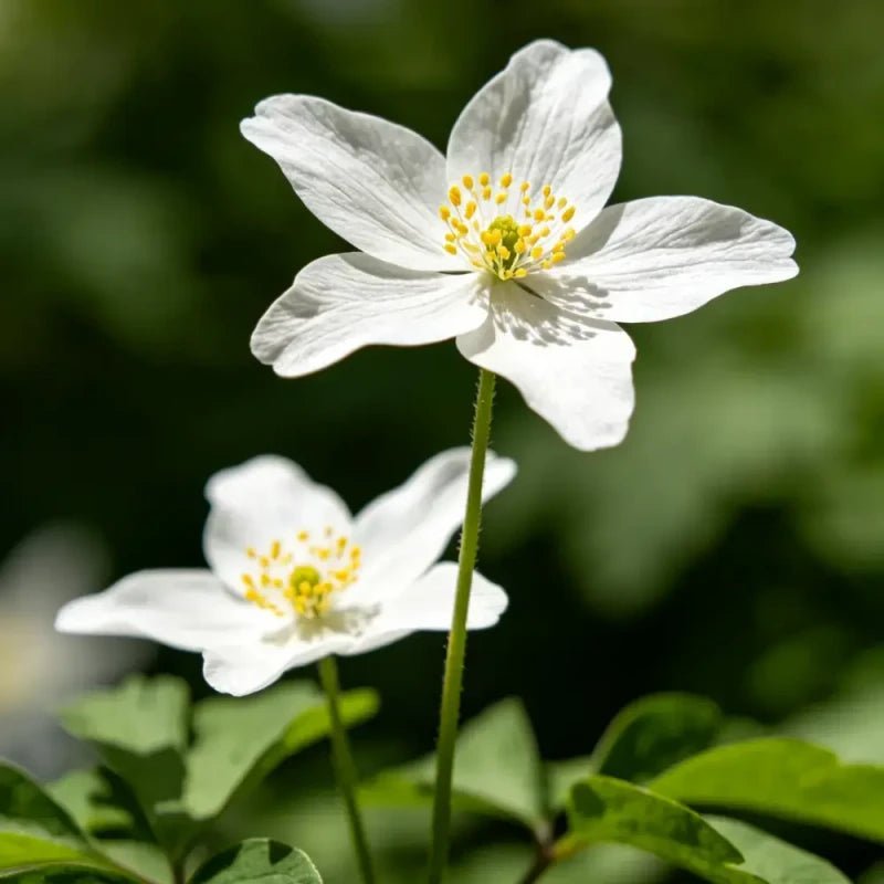 White Tree Mallow Seeds - Verdseeds