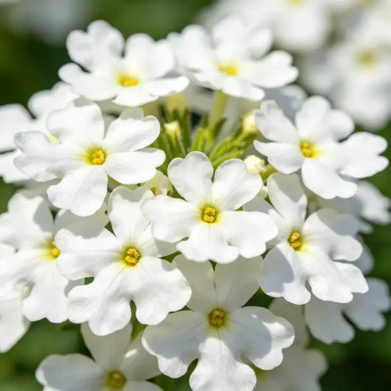 White Verbena Seeds - Verdseeds