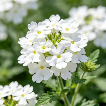 White Verbena Seeds - Verdseeds