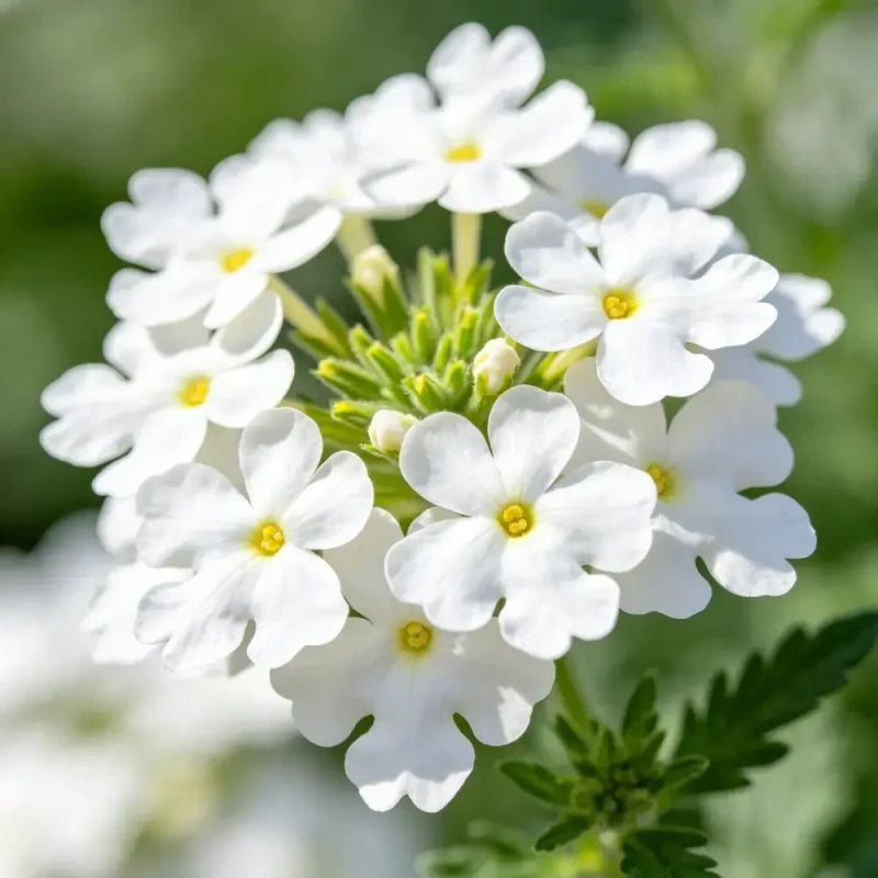 White Verbena Seeds - Verdseeds