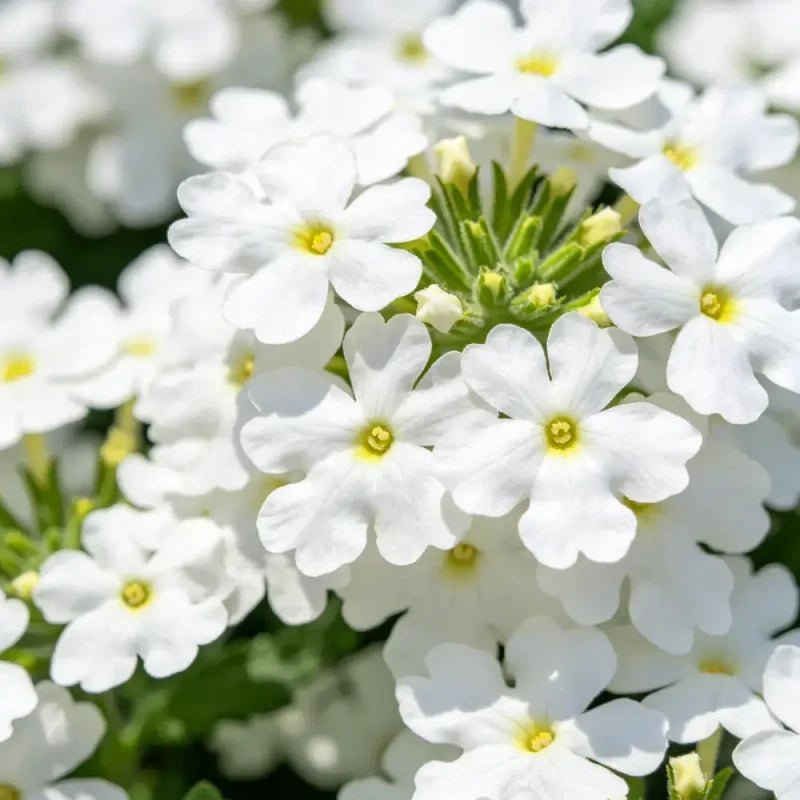 White Verbena Seeds - Verdseeds