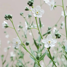 White Veronica Seeds - Verdseeds