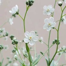 White Veronica Seeds - Verdseeds