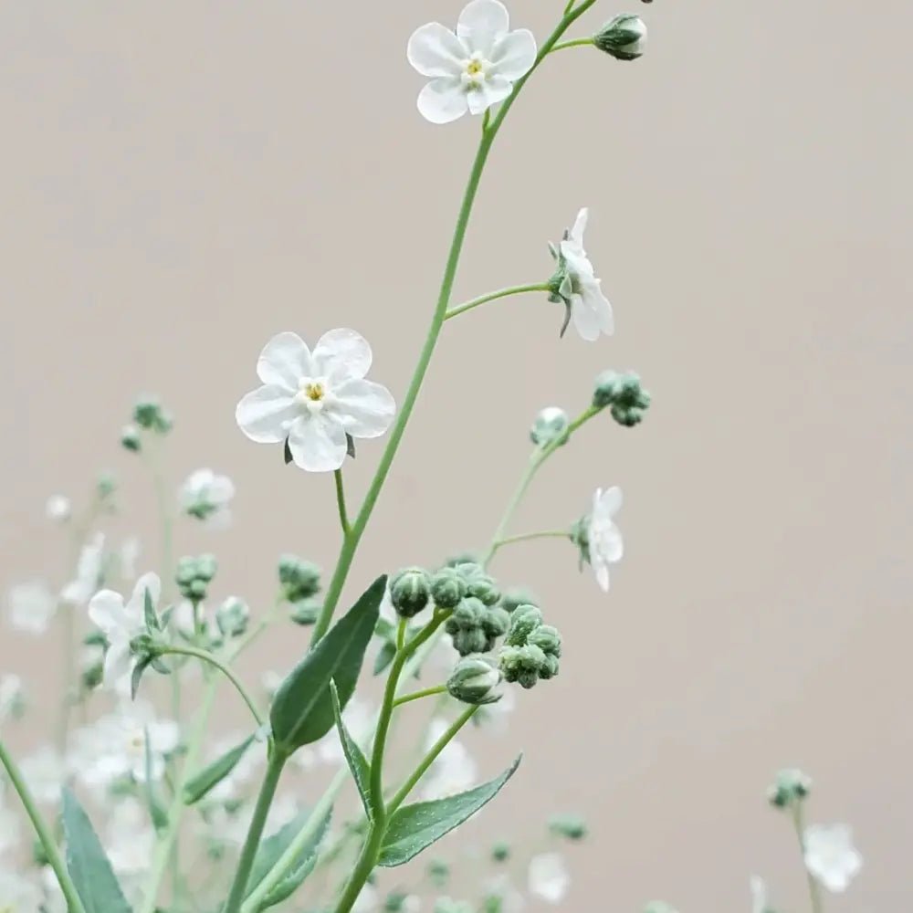 White Veronica Seeds - Verdseeds