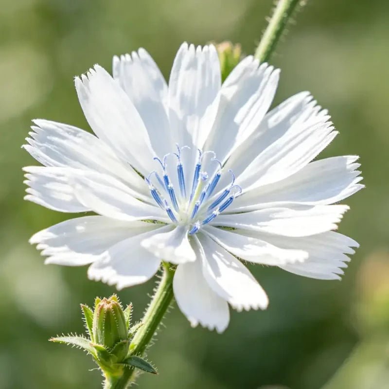White Viper's Bugloss Seeds - Verdseeds