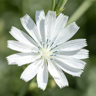 White Viper's Bugloss Seeds - Verdseeds
